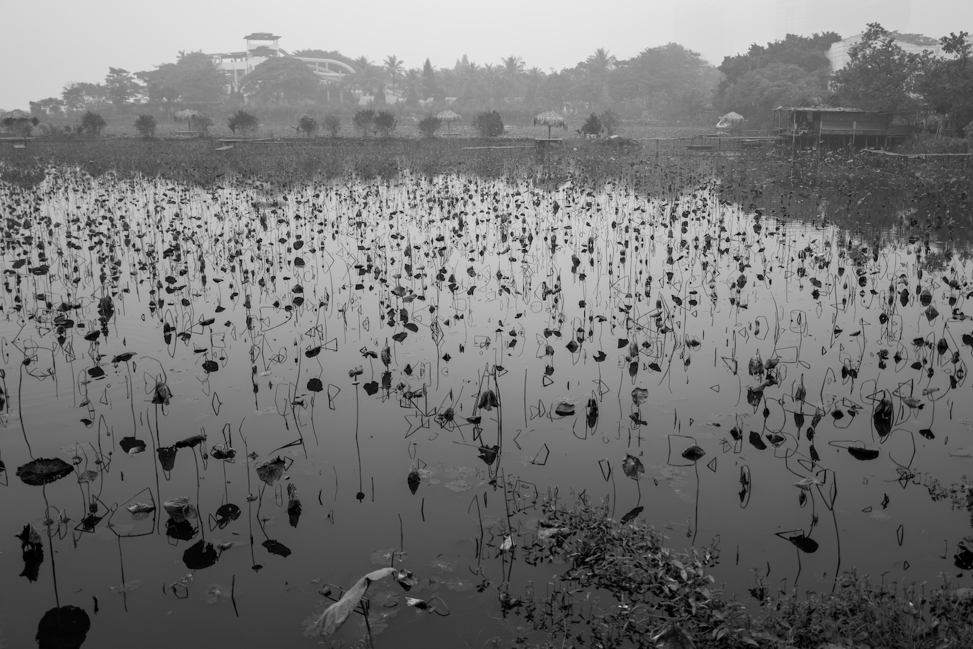 rhizome
