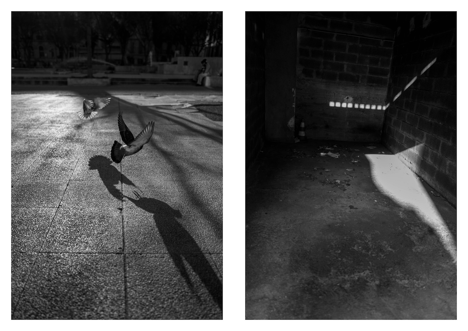 light of birds