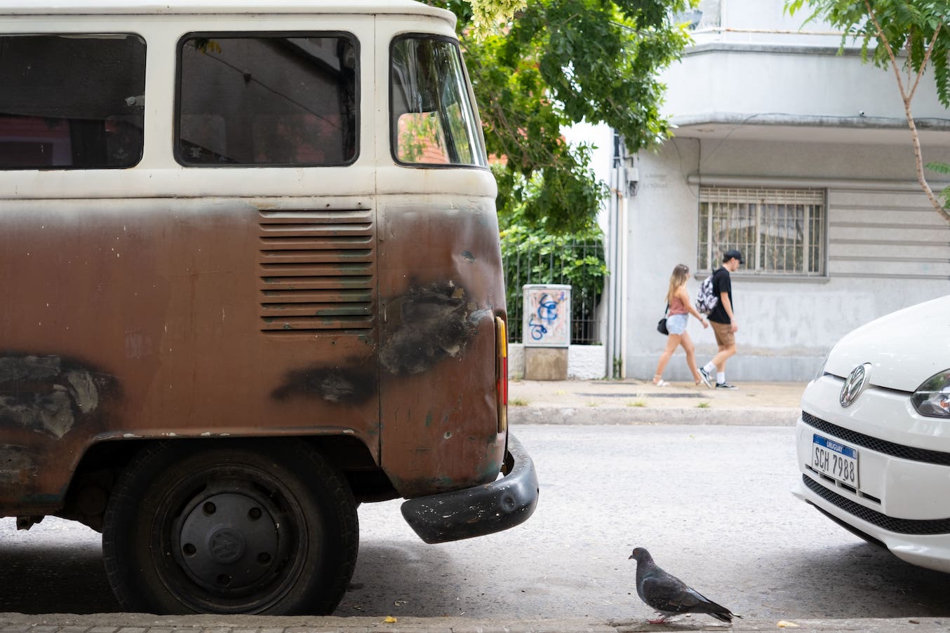 pigeon